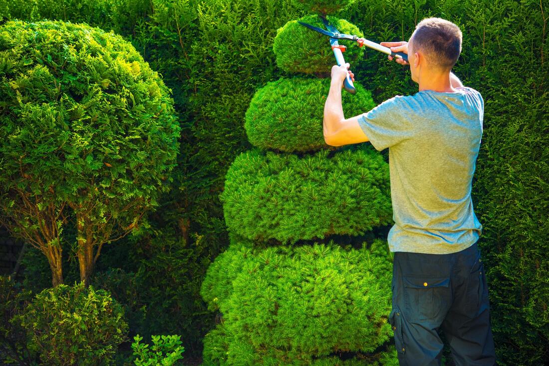 professional landscaper working on tree pruning 
