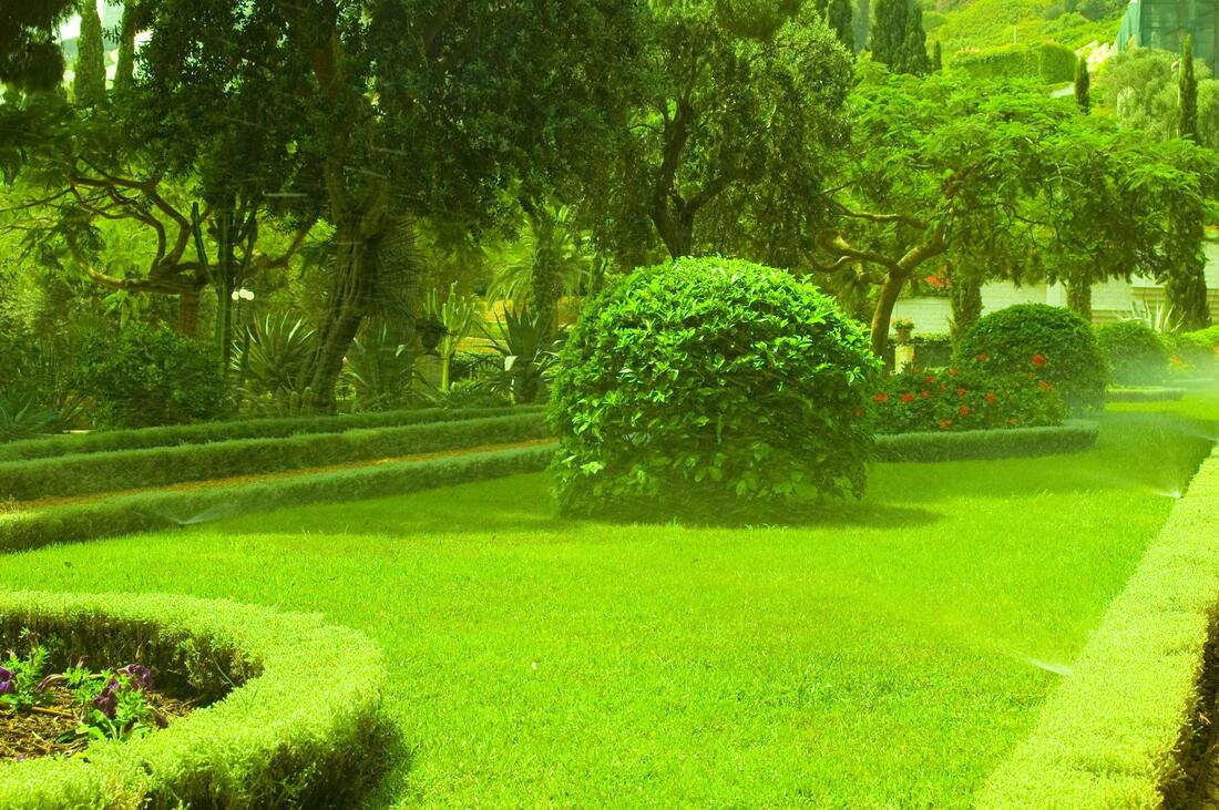 healthy lawn after services 